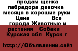 продам щенка лабрадора девочка 2 месяца в хорошие руки › Цена ­ 8 000 - Все города Животные и растения » Собаки   . Курская обл.,Курск г.